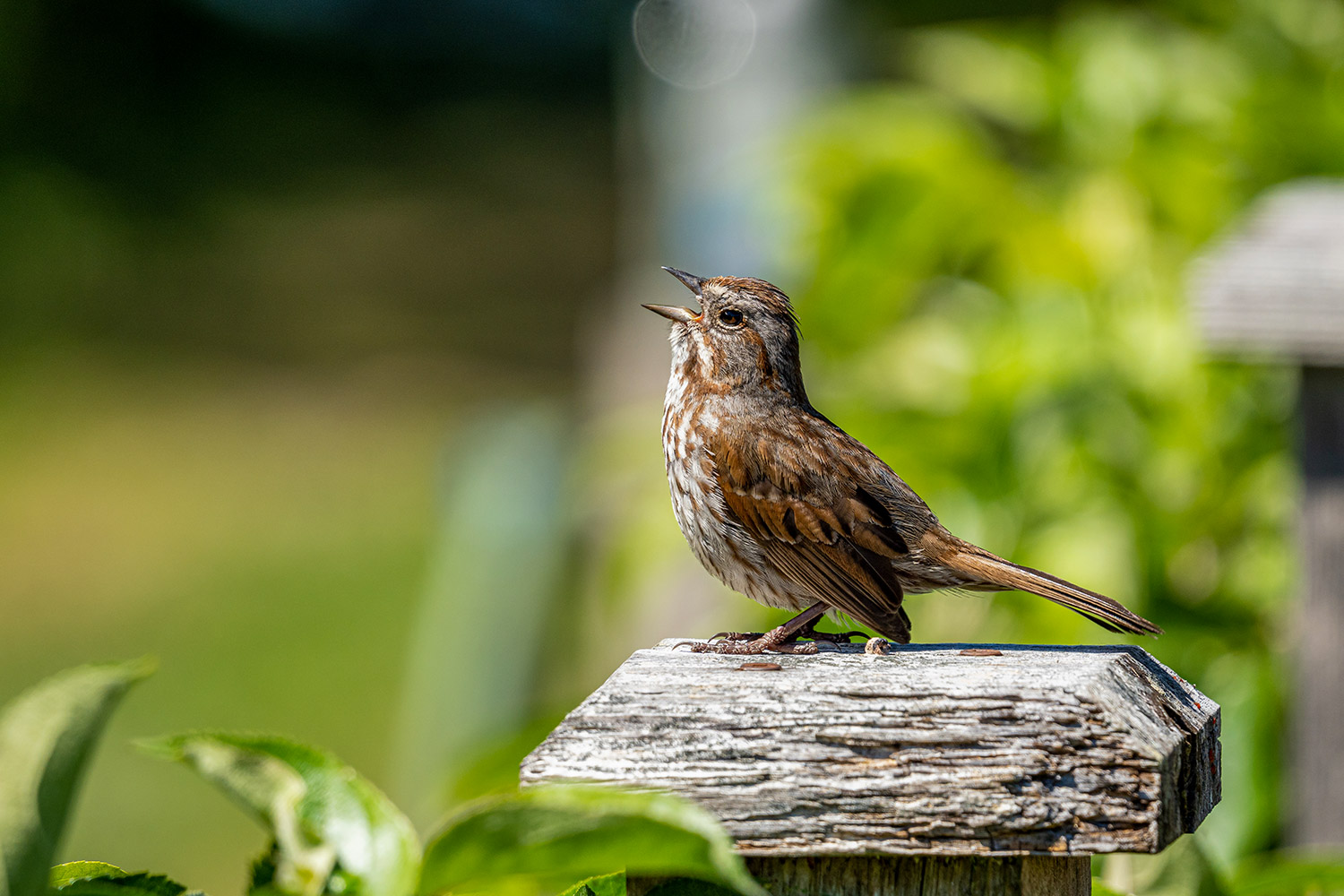 intobirds_song_sparrow_singing