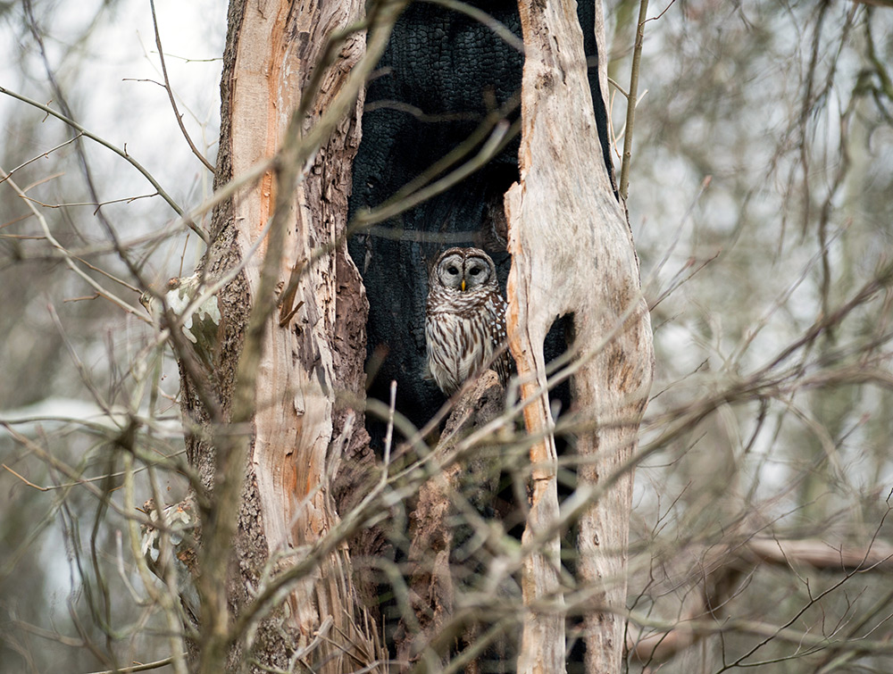 barred owl in the wild