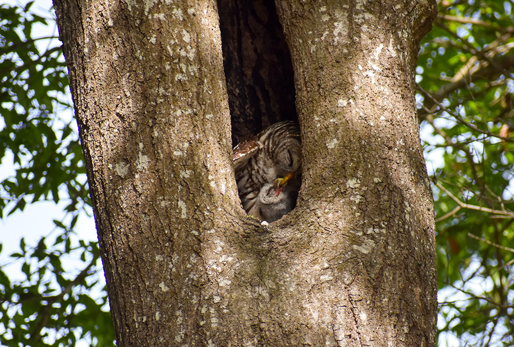 barred owl in the wild feeding her young