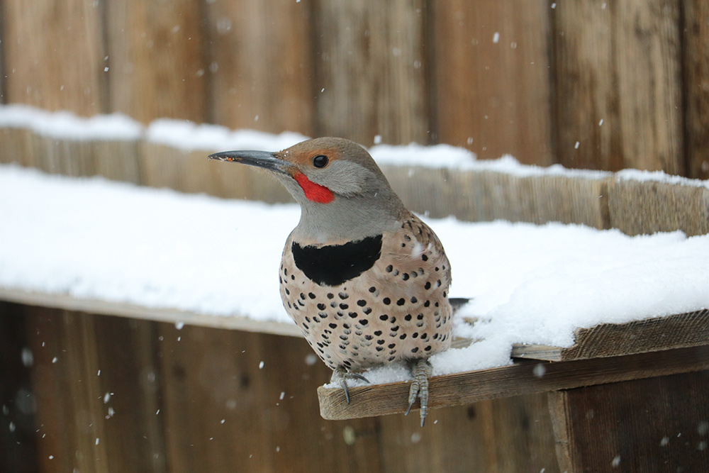 northern flicker in the snow