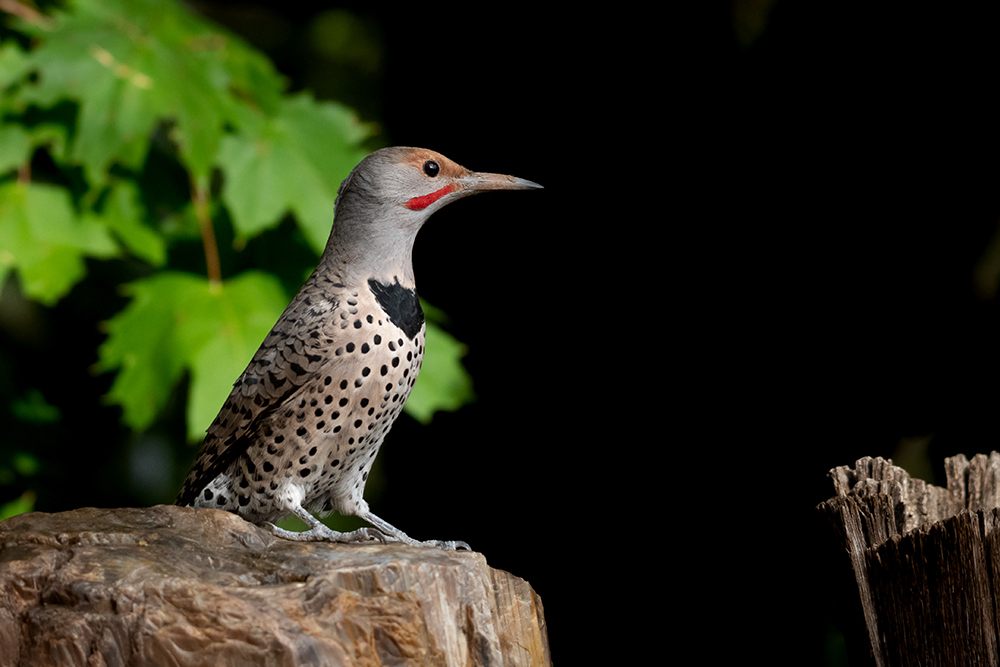 northern flicker is a beautiful ground dwelling woodpecker