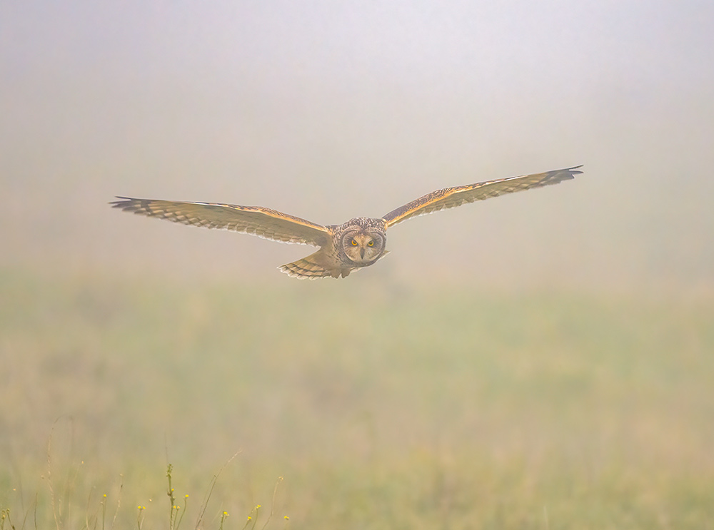 short eared owl in the wild