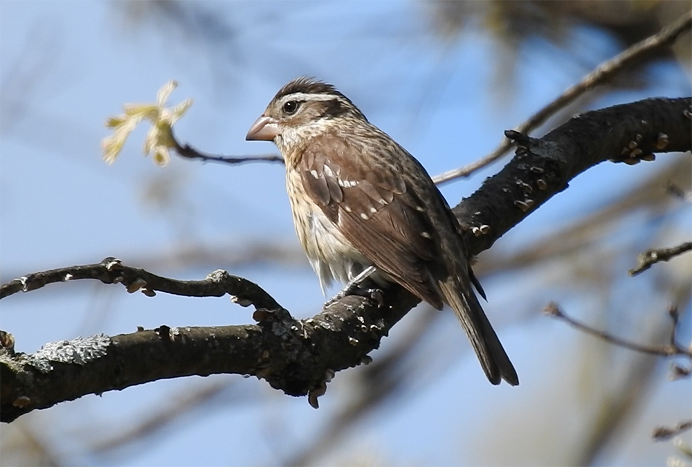 female red breasted grosbeak