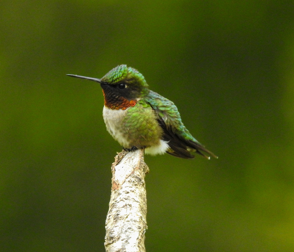 intobirds_hummingbirds_tiny_feet