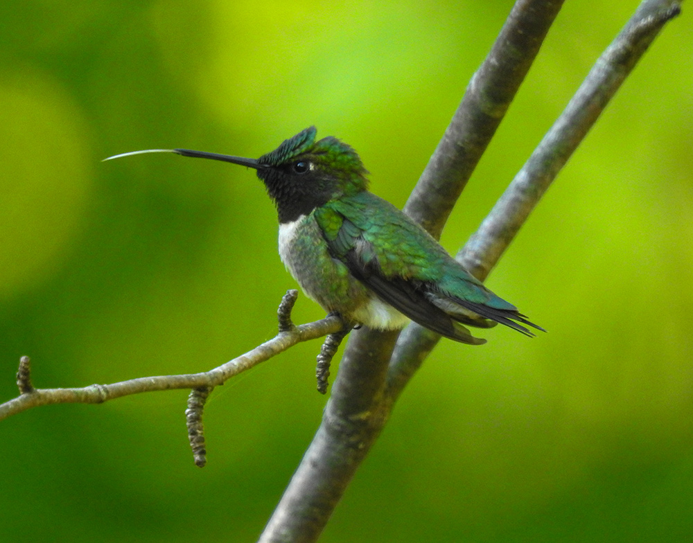intobirds_hummingbird_tongue