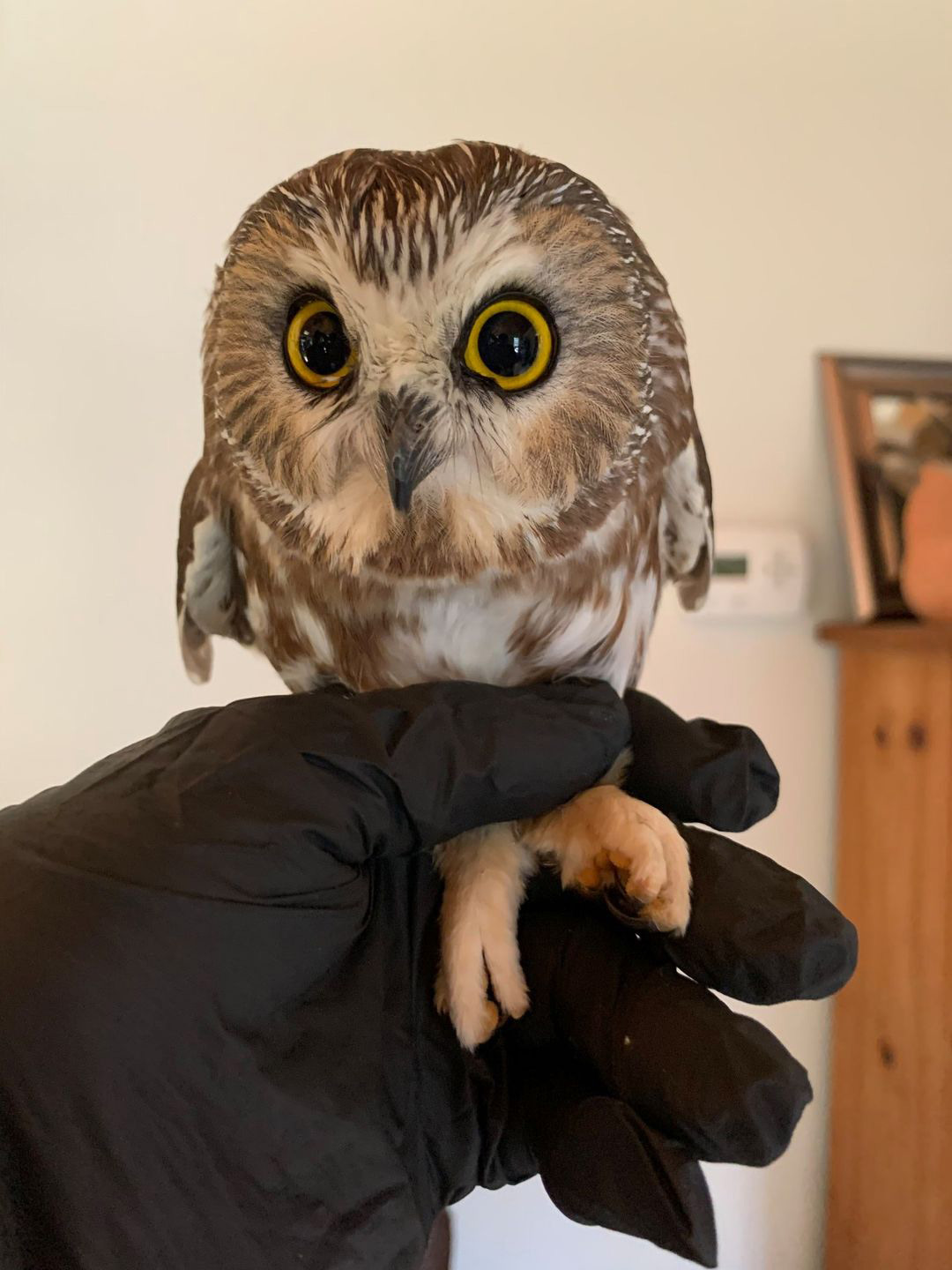 Rocky the Owl