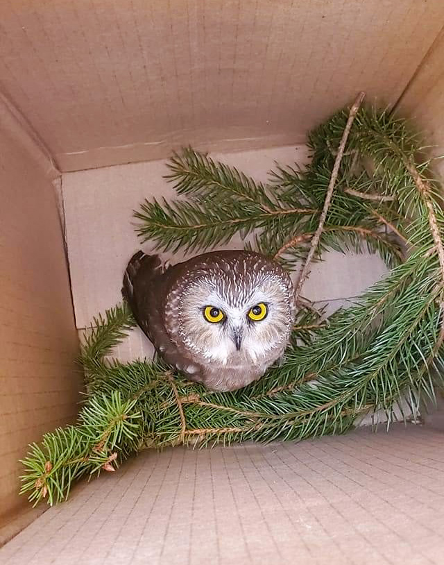 rocky the owl