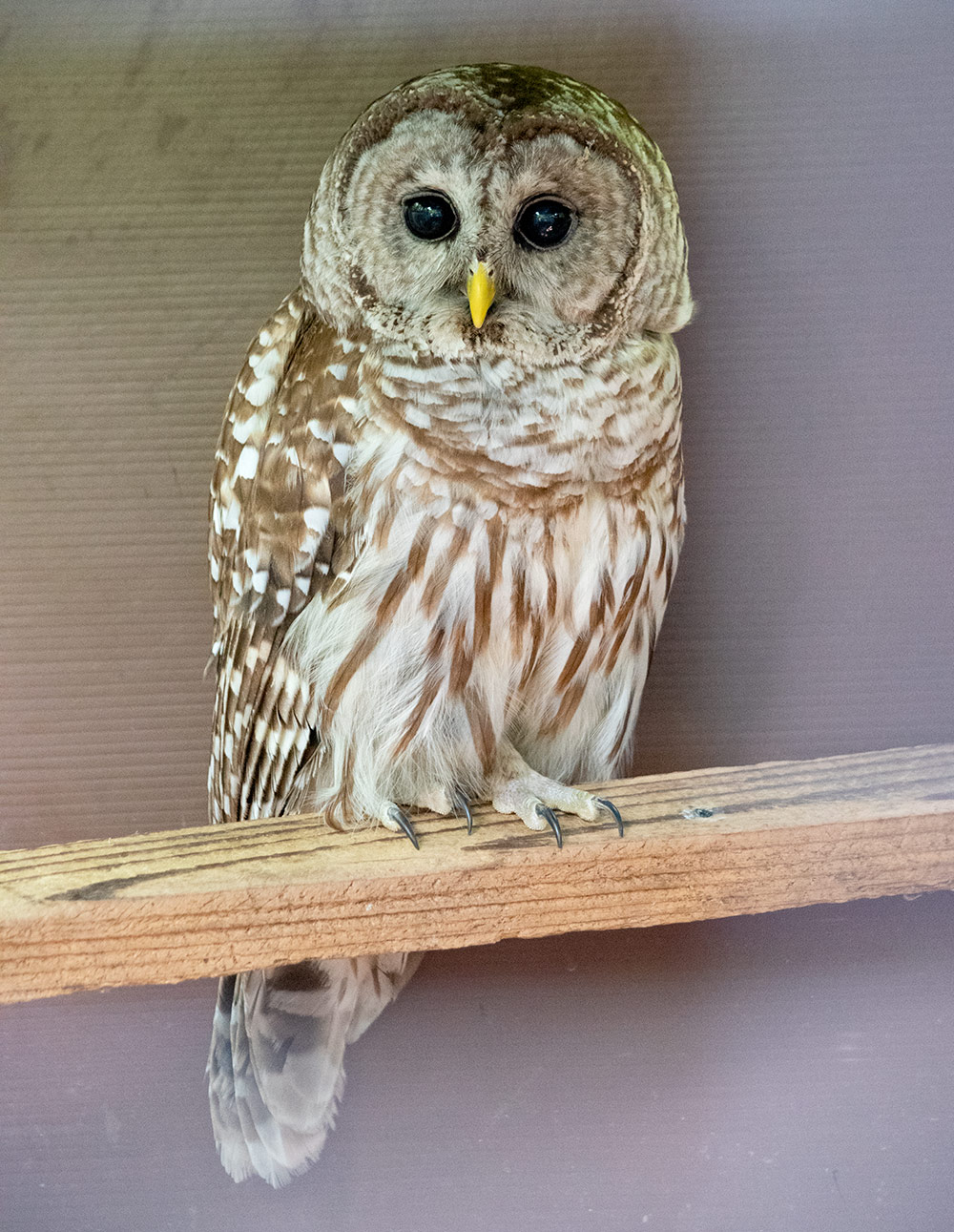 one of ravensbeard's barred owl patientss