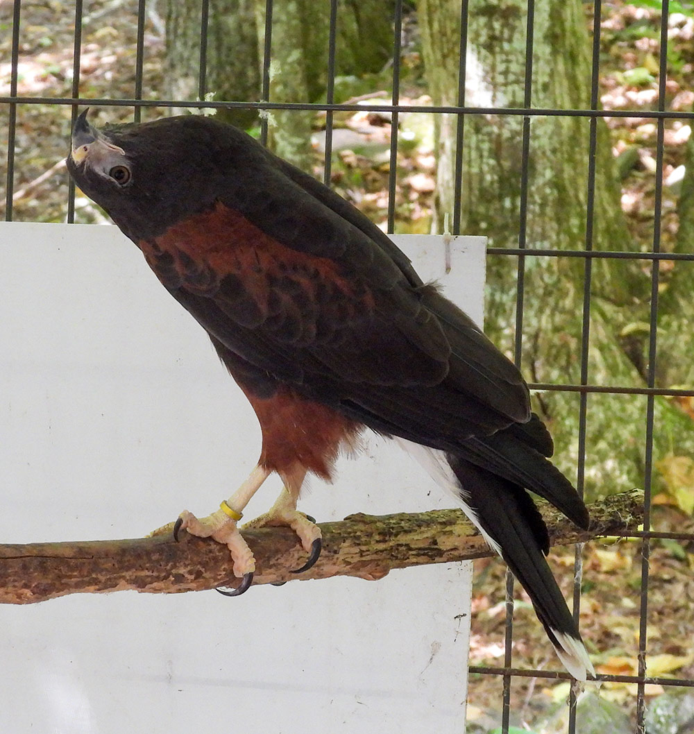 Harris's Hawk Stargazing