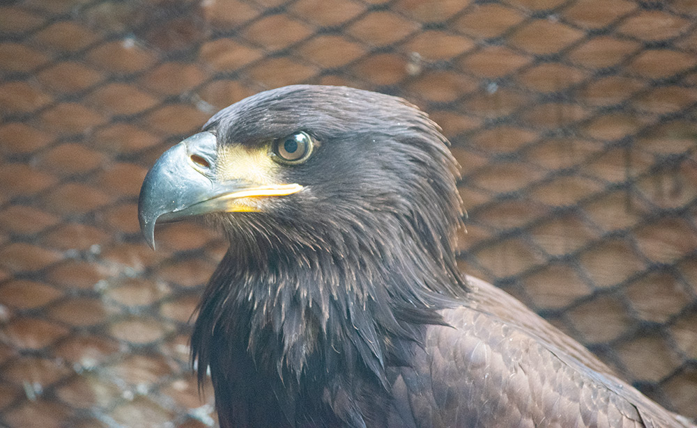juvenile bald eagle