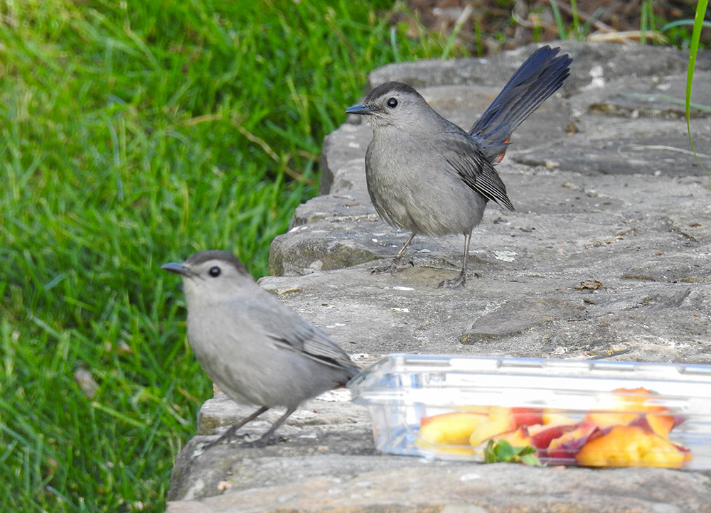 luigi the gray catbird and friend