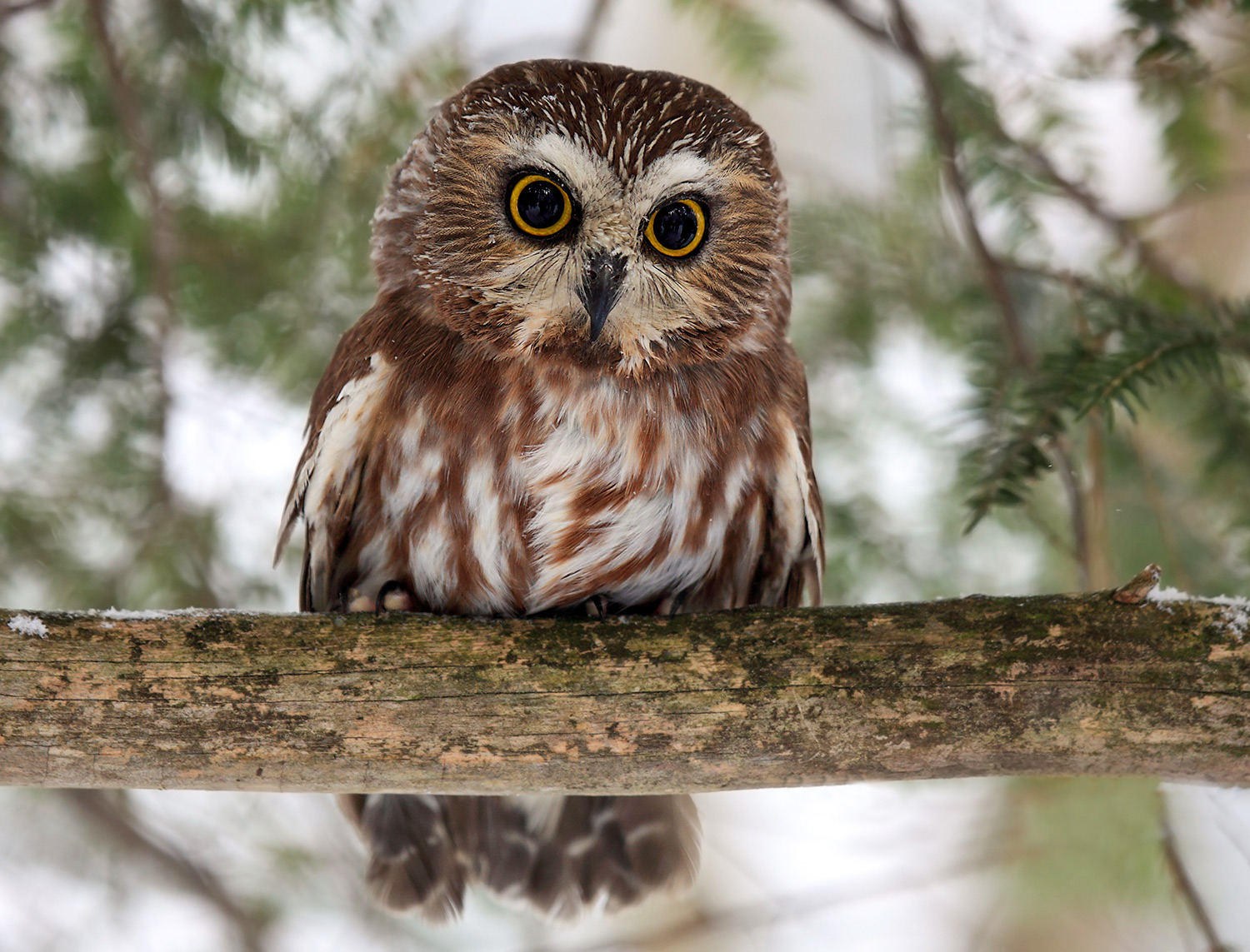 rocky the owl