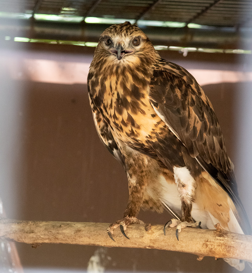 rough-legged hawk