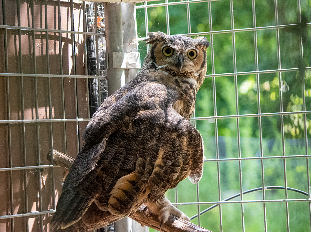sequoia the great horned owl