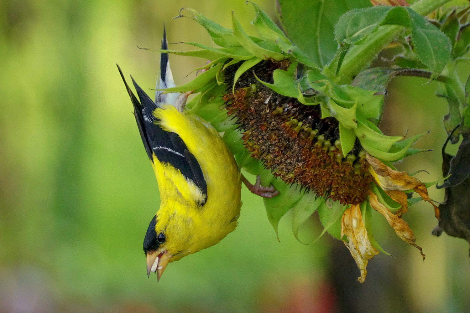 American Goldfinches are Yellow Eating Machines