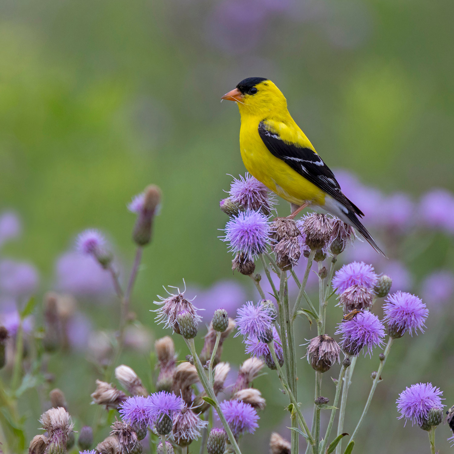 American Goldfinches are Yellow Eating Machines