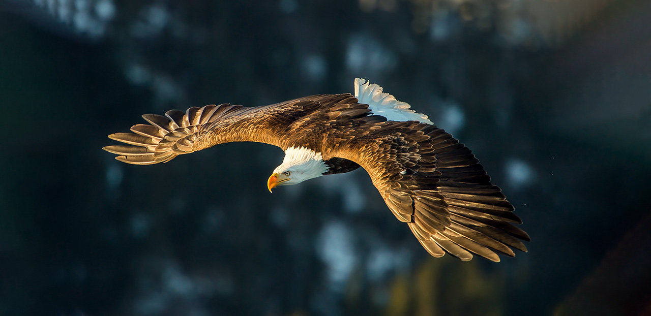 Bald Eagles Put the ‘Awe’ in Awesome - intoBirds