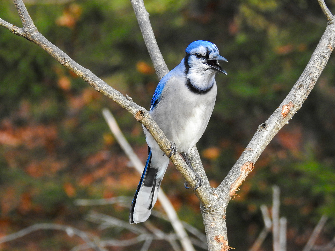 There's Never a Dull Moment with a Backyard Blue Jay - intoBirds