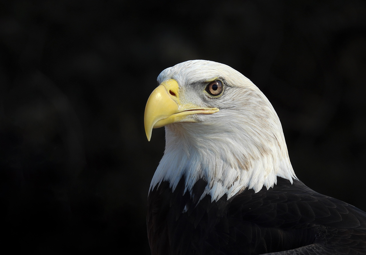 Bald Eagles At Shepaug Dam Archives - IntoBirds