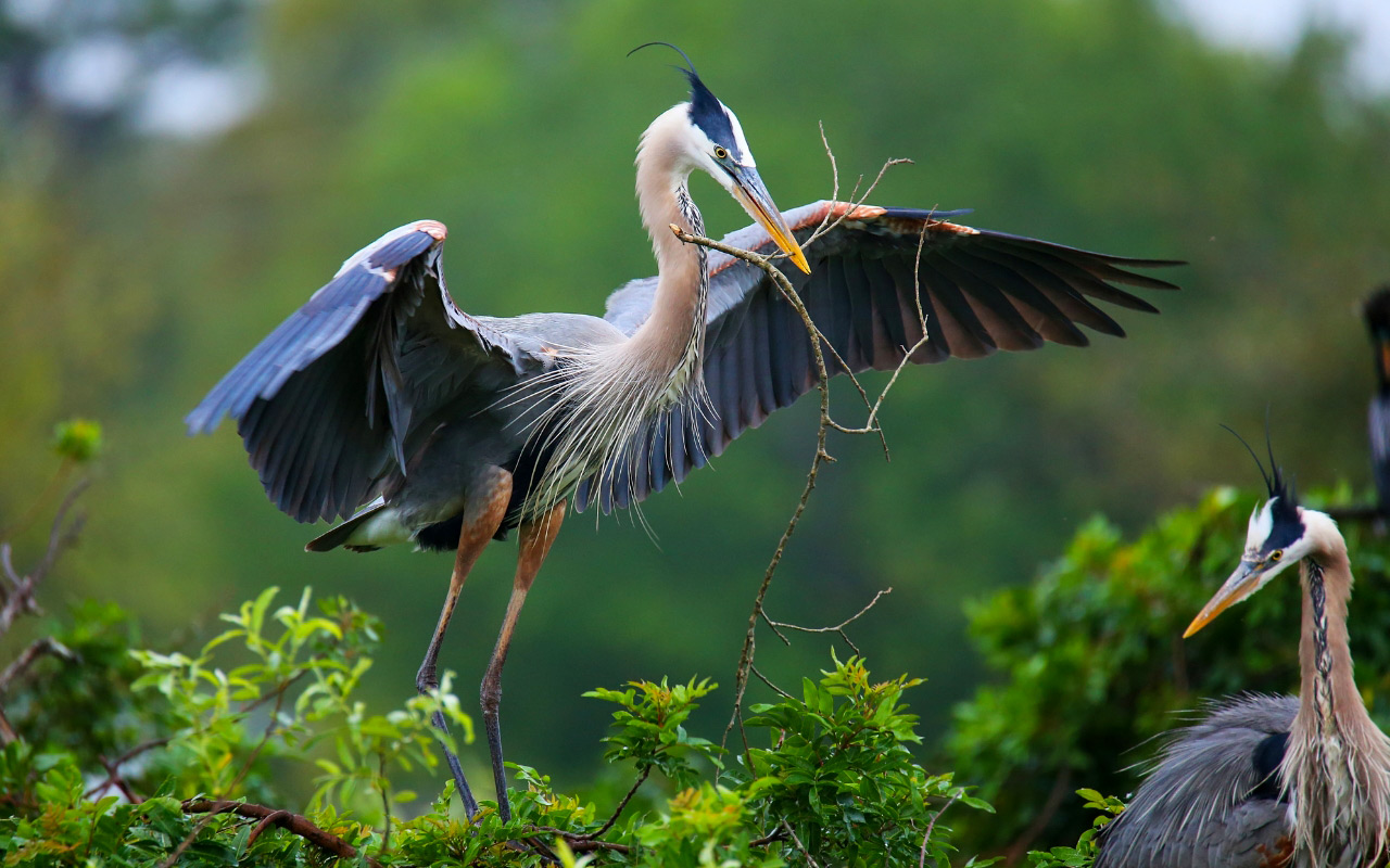 Size Matters for a Bird's Beak - intoBirds