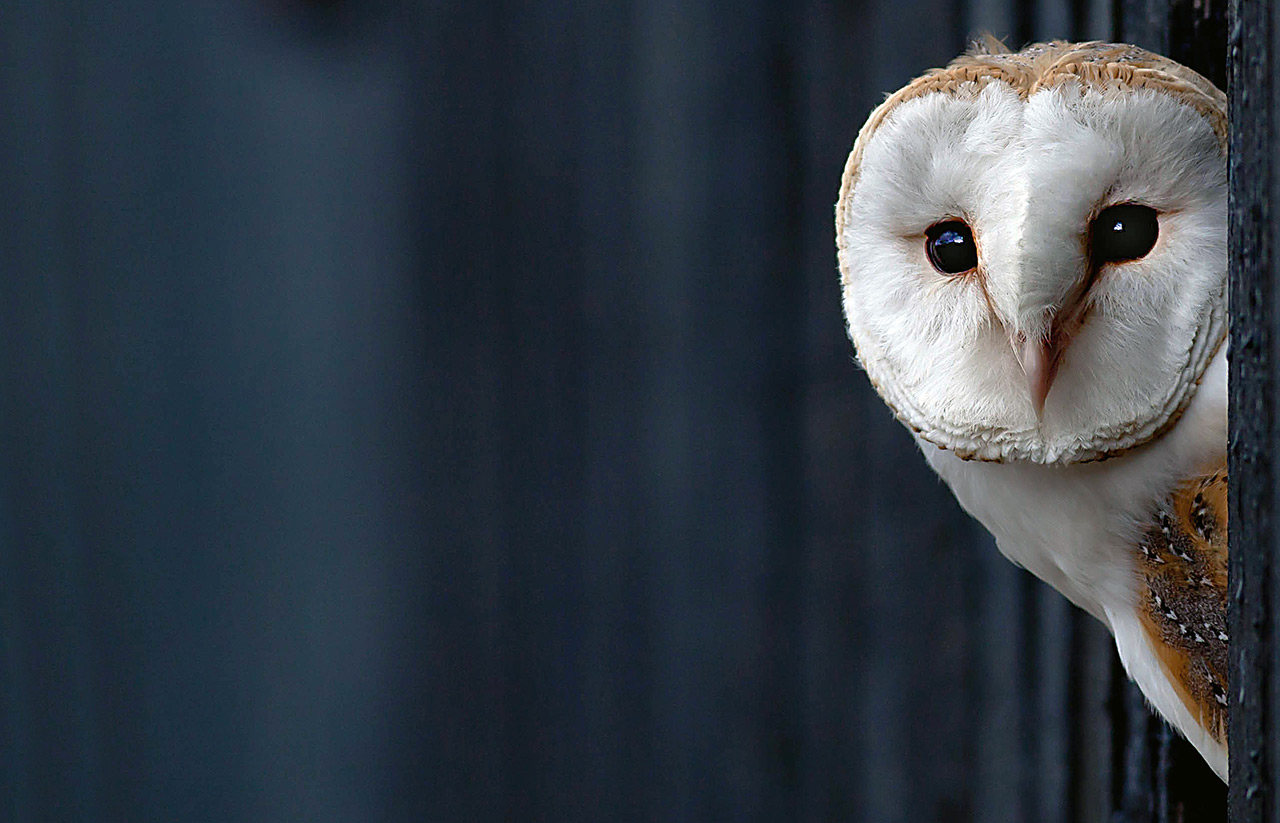 Hear the Bloodcurdling Scream of a Beautiful Barn Owl - intoBirds